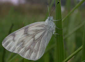 Checkered White